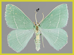H. chrysoprasaria