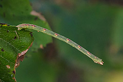 J. lactearia