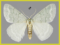 P. pruinata