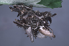 T. smaragdaria