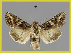 A. colletti