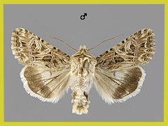 A. dianthi