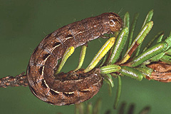 A. melanopa