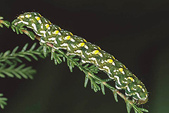 A. myrtilli