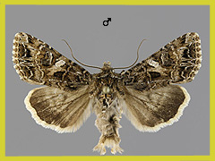 A. odontites