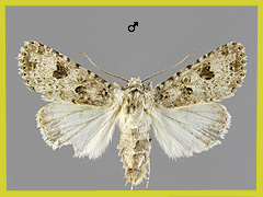A. stigmosa