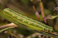 A. trifolii