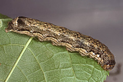 A. munda