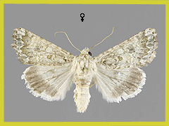 C. irrisoria