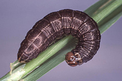 C. graminis