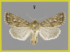 C. leineri