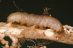 C. luteago