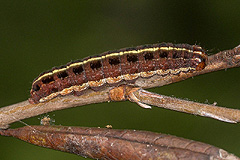 C. cordigera