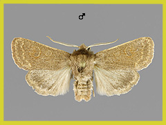 D. schmidtii