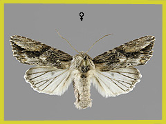 E. conspicillaris