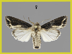 E. conspicillaris