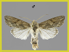 E. conspicillaris