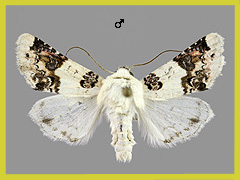 E. laudeti