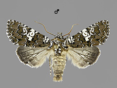 H. albimacula