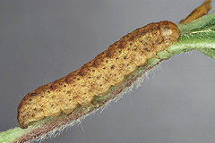 H. albimacula
