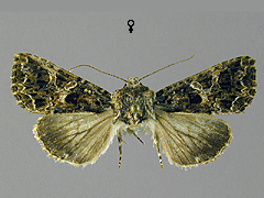 H. bicruris