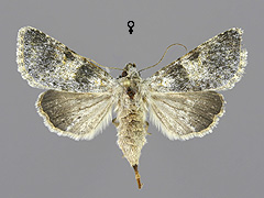 H. caesia