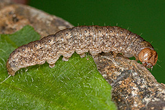 H. caesia