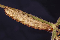 H. capsincola