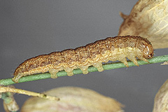 H. compta