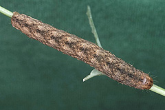 H. confusa