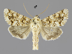 H. irregularis