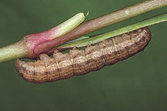 H. perplexa
