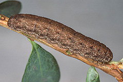H. plebeja