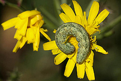 H. bicolorata