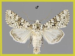 H. cappa