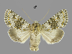 H. dysodea