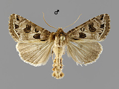 H. cavernosa