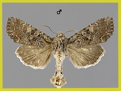L.  aliena