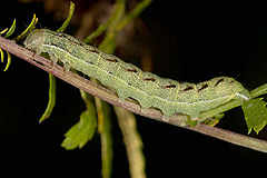 L. contigua