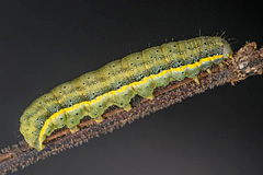 L. oleracea
