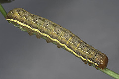 L. splendens