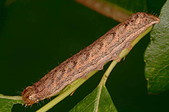 L. suasa