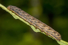 L. thalassina