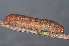 L. dovrensis