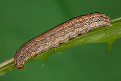 E. imbecillus