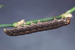 L. proxima