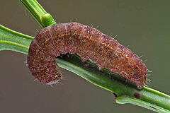L. secedens