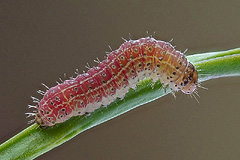 L. skraelingia