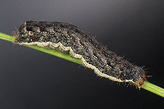 M. brassicae