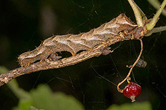 M. persicariae
